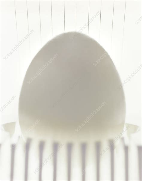 Egg in an egg slicer - Stock Image - H110/4204 - Science Photo Library