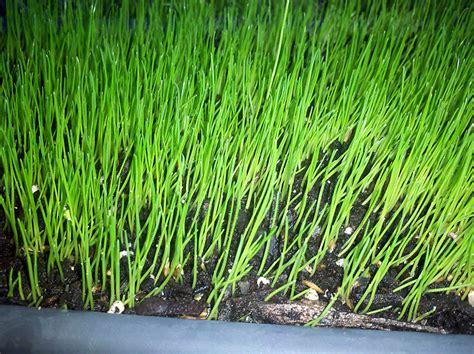 Growing Grass Indoors: Bugs/Neem