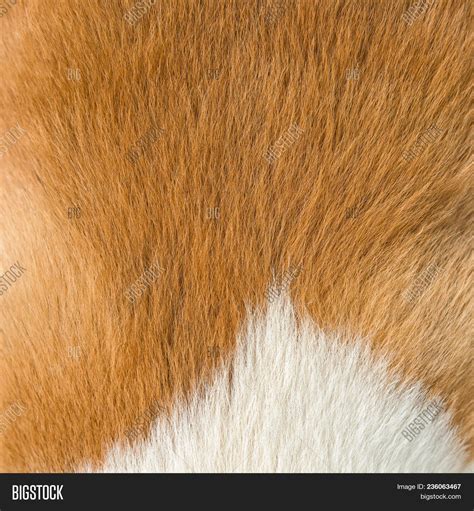 Close Dog Fur Texture Image & Photo (Free Trial) | Bigstock