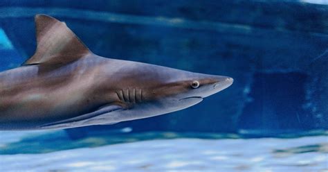 Sandbar Shark's Behavior During Shark Week - Ripley's Aquarium Myrtle ...