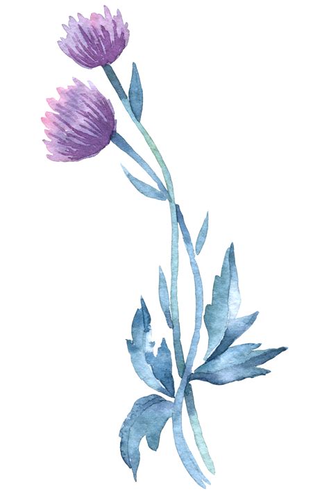 Wildflower watercolor, Beautiful flower watercolor element 12001955 PNG