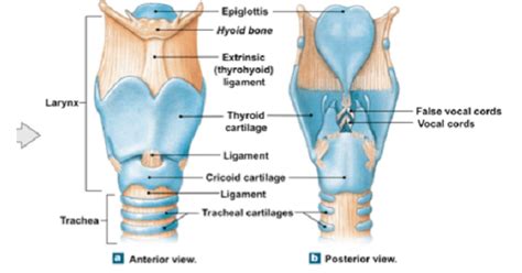 Cartilage of larynx - New