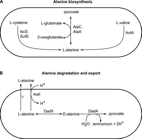 Figures and data in Spatial alanine metabolism determines local growth ...