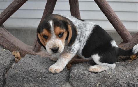 Blue Beagle Puppy