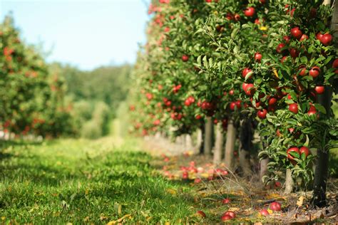 Apple farming is more than watching fruit grow on trees! - Fresh Forward