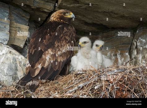 Eagle nest cliff hi-res stock photography and images - Alamy