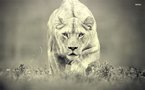 Lioness Hunting. | Lion pictures, Lion and lioness, Lioness