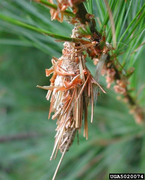 evergreen bagworm (Thyridopteryx ephemeraeformis)