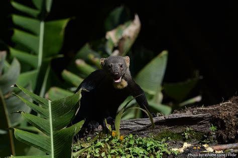 Interesting facts about tayras – Just Fun Facts