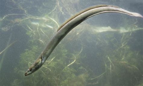 Species of the Week: European Eel | Ocean dwellers, Photos of fish, Somerset levels