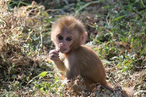 Baby Rhesus Macaque at Pashupatinath by @harryshuldman, via Flickr | Macaque, Animals