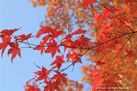 Acer palmatum-Japanese maple leaves | Janet Davis Explores Colour