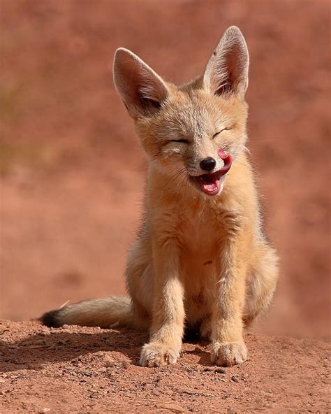 Kit Fox Pup Mid-lick by Max Allen | Fox pups, Pet fox, Cute animals