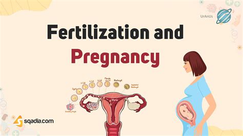 Fertilization and Pregnancy - Introduction