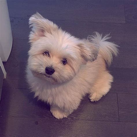 Cute Pomeranian, Havanese mix puppy | Cute pomeranian, Pomeranian puppy ...