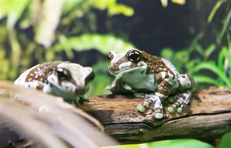 Amazon Milk Frog: Care Guide & Interesting Facts - AZ Reptiles