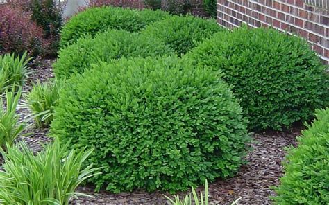 Green Velvet Dwarf Boxwood - 1 Gallon - Shrub - Boxwood Shrubs