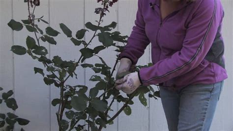 Plant Care & Gardening : How to Prune Climbing Roses for Winter | Climbing roses, How to trim ...