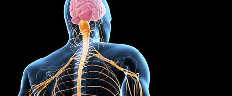 Peripheral Nerve Injuries - Neurosurgery