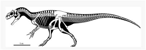 17871 - Allosaurus Skeleton, HD Png Download - kindpng