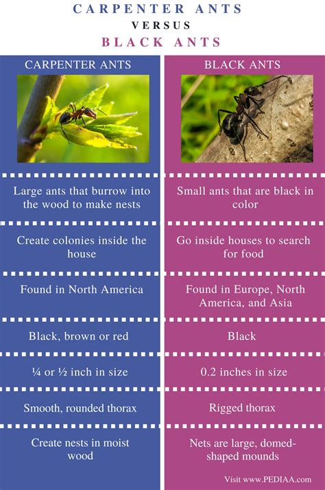 Difference Between Carpenter Ants and Black Ants - Pediaa.Com