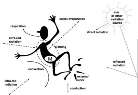 The human heat budget [10] | Download Scientific Diagram