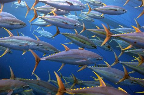 Pacific Yellowfin Tuna | NOAA Fisheries