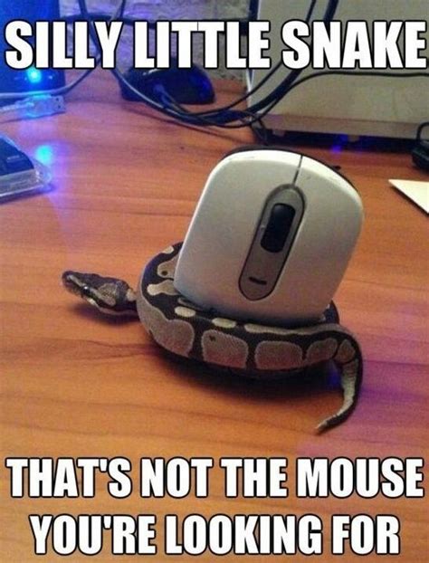 7 best Snake Memes images on Pinterest | Funny images, Funny pics and Snakes