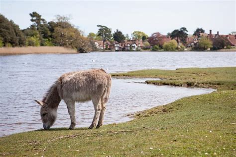 New Forest wildlife & animals - New Forest Living