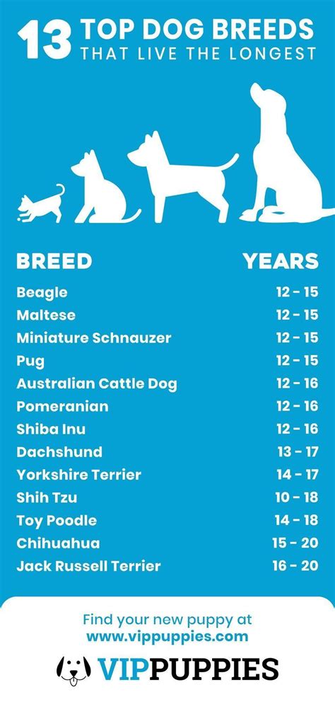 Longest Living Dogs - Top 13 Breeds that Live the Longest | VIP | Top ...