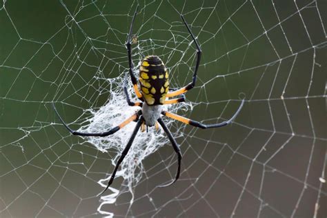 Garden Spider Facts & Information