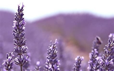 Download Free Lavender Flower Backgrounds