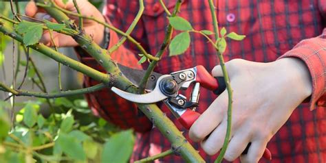 When and How to Prune Your Climbing Roses for Maximum Blooms