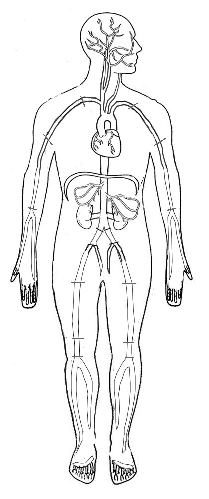 circulatory system coloring pages