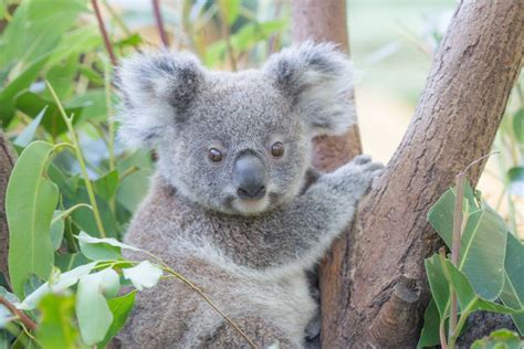 Currumbin Wildlife Sanctuary: Get up close and learn about incredible ...