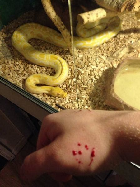 Burmese Python "bite".. (like a scratch) - Reptile Forums