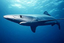 Requiem shark - Wikipedia