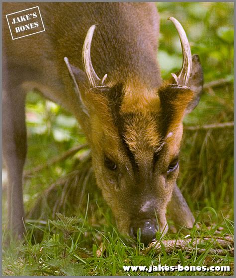 My muntjac deer skull : Jake's Bones