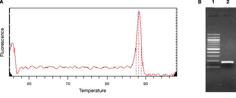 qPCR Assay Design and Optimization | Bio-Rad