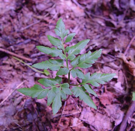 Botrychium dissectum (dissected grapefern): Go Botany