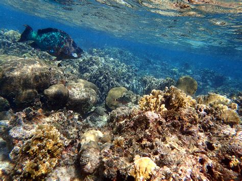 Snorkeling in The West Bay, Roatan, Honduras - UponArriving