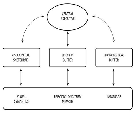 Baddeley and Hitch's (1974) Multicomponent Model | Download Scientific Diagram