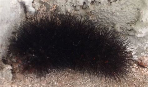 Black fuzzy caterpillar in northeast FL? : r/whatsthisbug