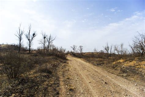 Desert Landscapes in Arid Regions Stock Image - Image of plants, trees ...