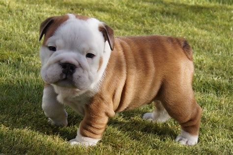 English Bulldog Puppies For Sale | Southfield, MI #189761