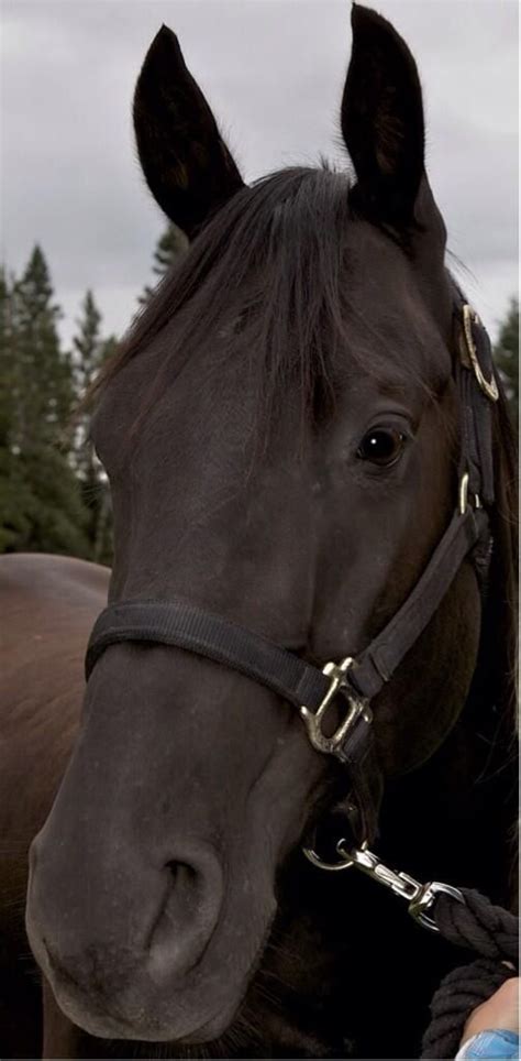 Beautiful picture of Stormy, the horse that plays Spartan on Heartland ...