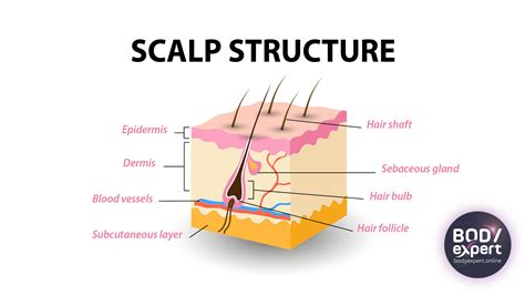 Norwood-Hamilton scale: the 7 stages of male pattern baldness