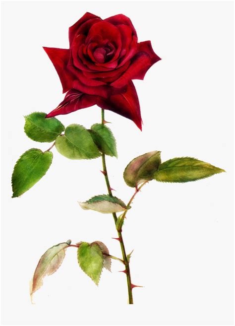 Red Rose Clipart One - Red Roses With Thorns Png, Transparent Png ...