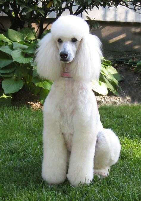 STANDARD POODLE PUPPIES | Poodle puppy, Poodle puppy standard, Standard poodle