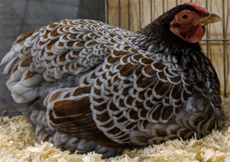 Chicken feather patterns with breed examples, pictures and video. - Cluckin